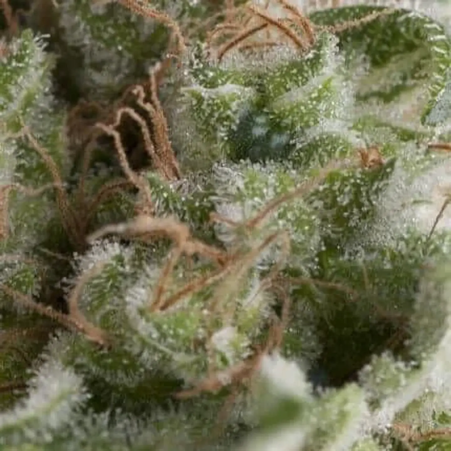 American Pie Auto -Pyramid Seeds (X5+2/X3+1/X1) 1