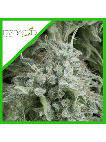 ANUBIS AUTO X3+1-PYRAMID SEEDS 1