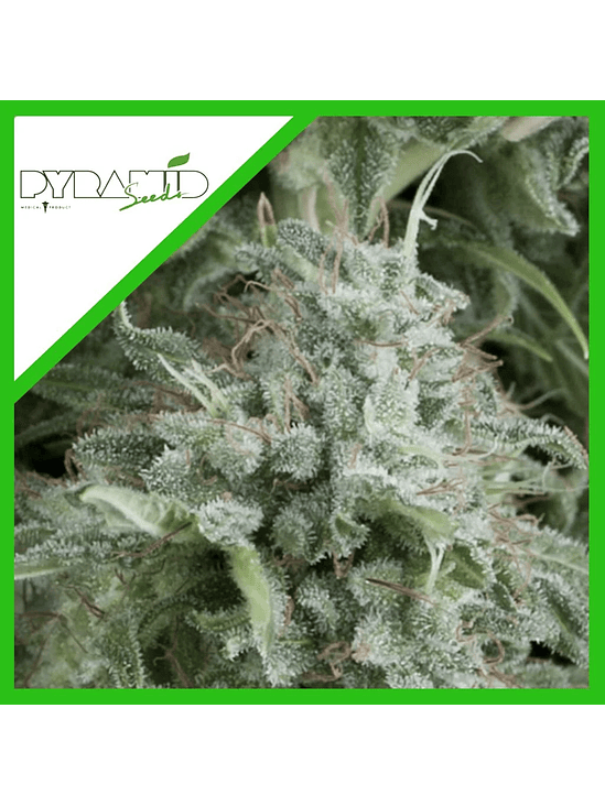 ANUBIS AUTO X3+1-PYRAMID SEEDS 1