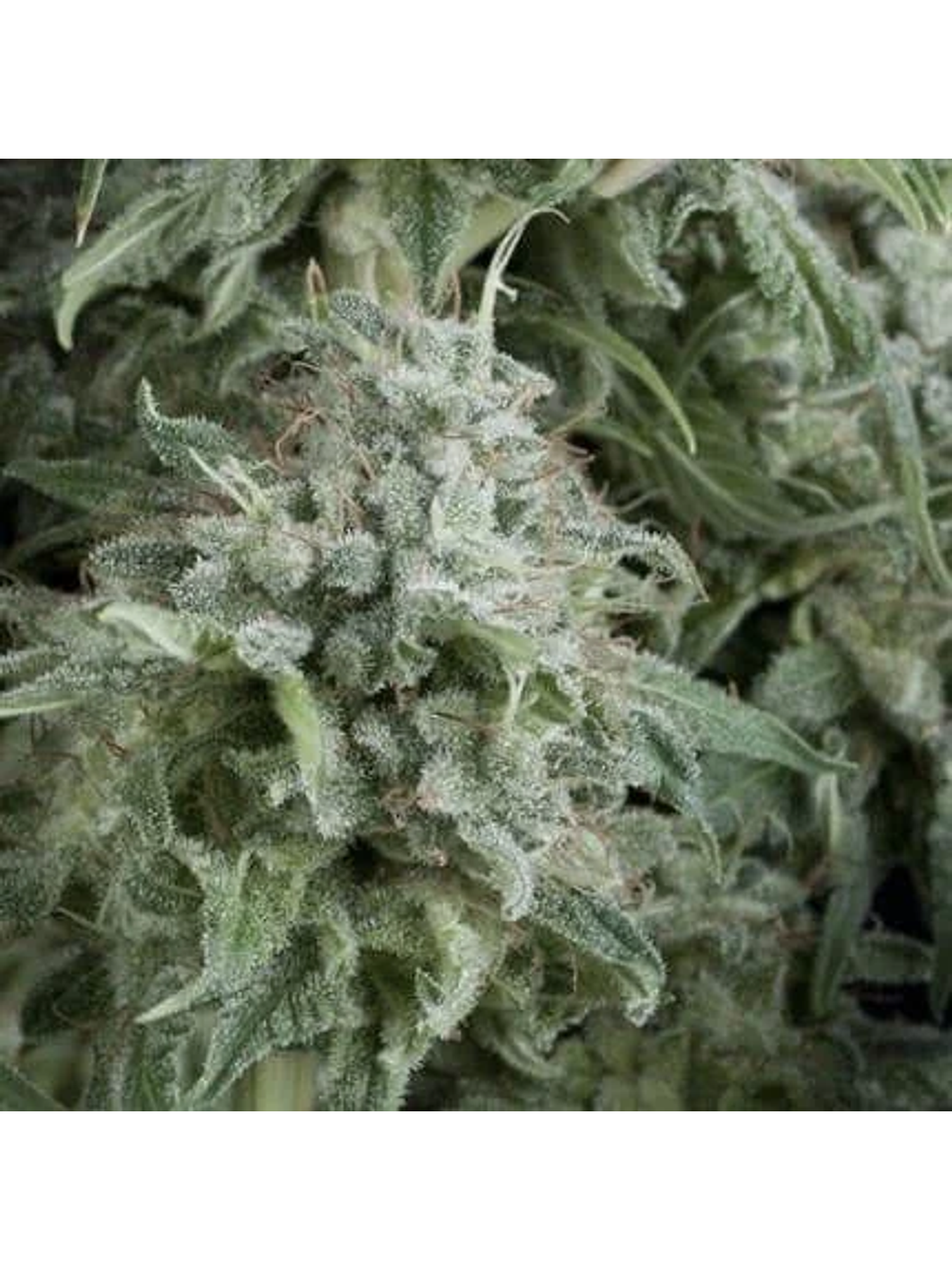 Anubis Auto -Pyramid Seeds (X5+2/X3+1) 1