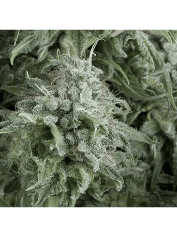 ANUBIS  AUTO X5+2-PYRAMID SEEDS 1