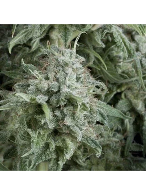 Anubis Auto -Pyramid Seeds (X5+2/X3+1) 1