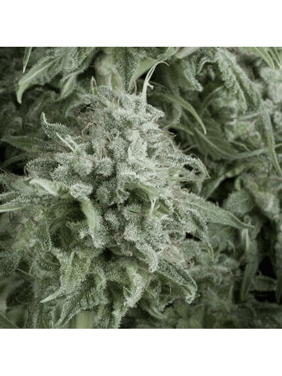 ANUBIS  AUTO X5+2-PYRAMID SEEDS 1