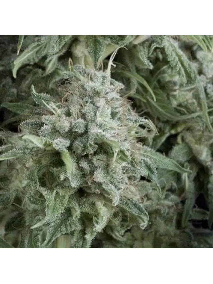 Anubis Auto -Pyramid Seeds (X5+2/X3+1) 1