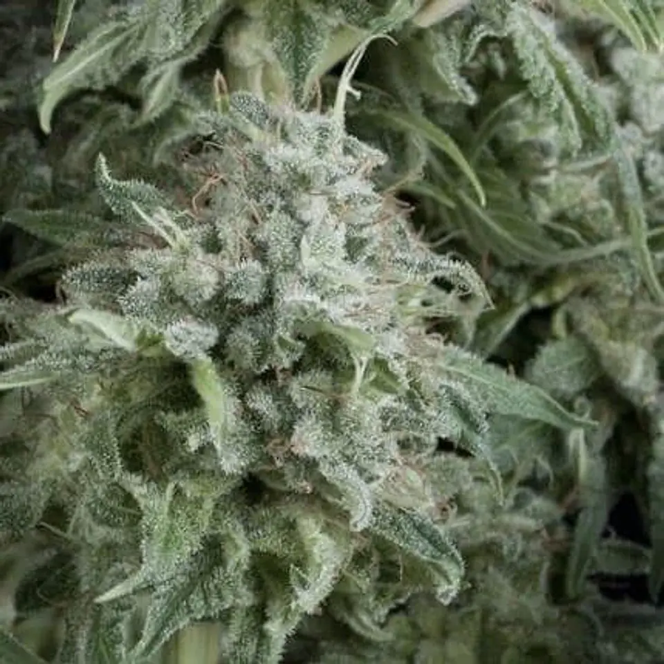 Anubis Auto -Pyramid Seeds (X5+2/X3+1) 1