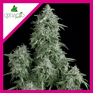 Anubis  Fem X1-Pyramid Seeds