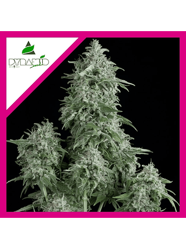 ANUBIS  FEM X1-PYRAMID SEEDS 1