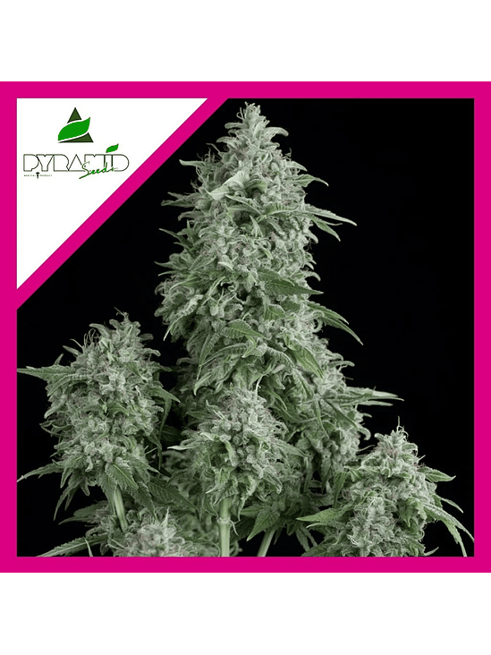 ANUBIS  FEM X1-PYRAMID SEEDS 1