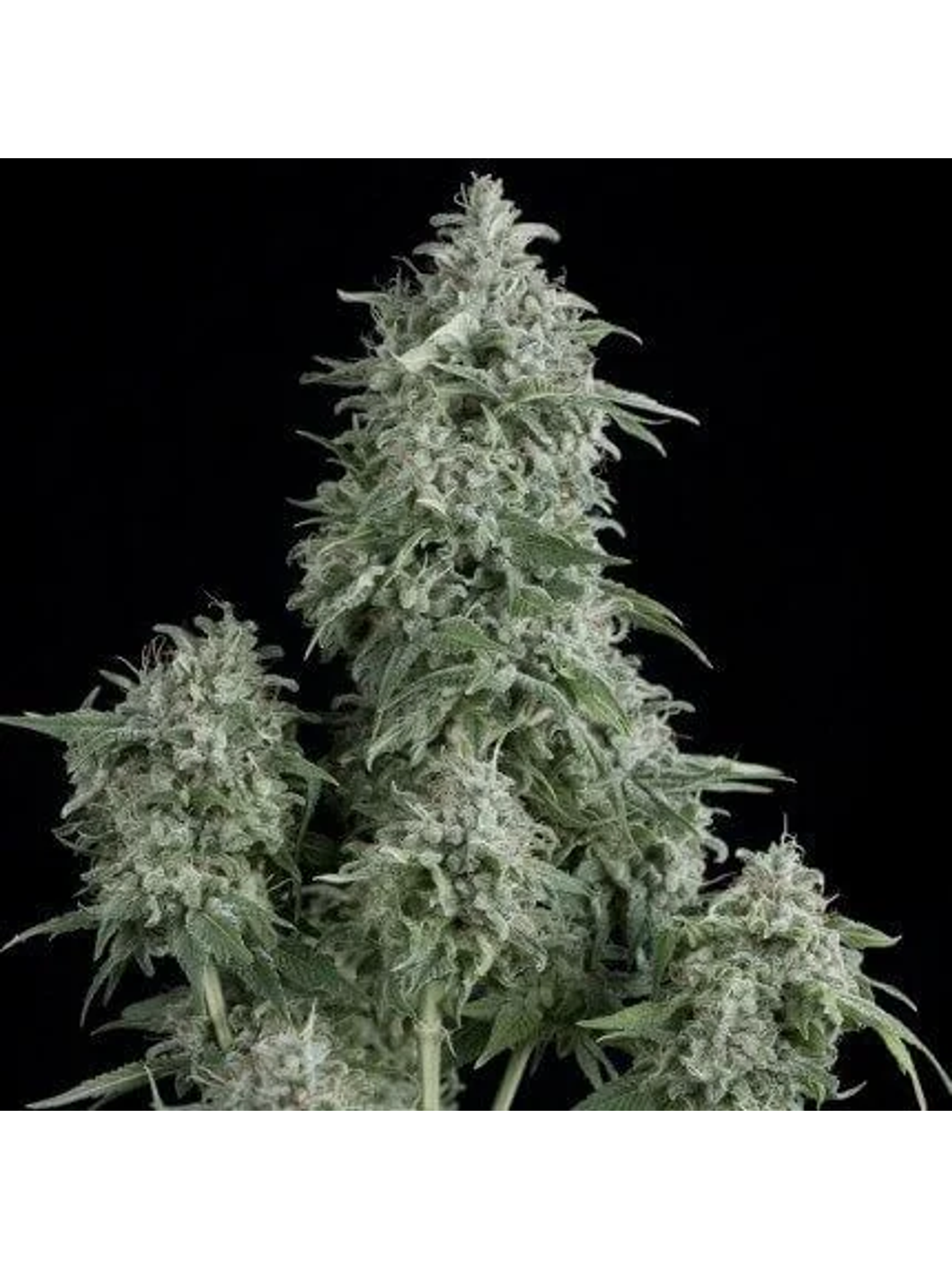 Anubis Fem -Pyramid Seeds (X5+2/X3+1/X1) 1