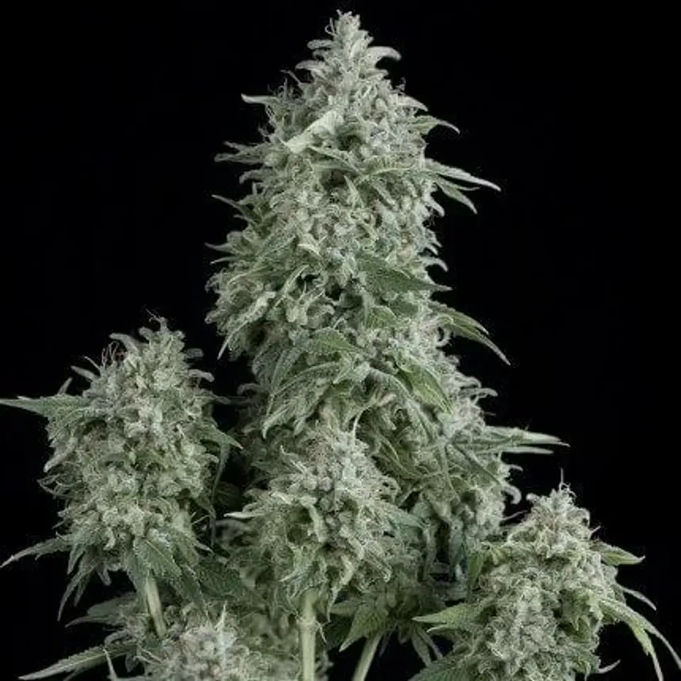 Anubis Fem -Pyramid Seeds (X5+2/X3+1/X1) 1