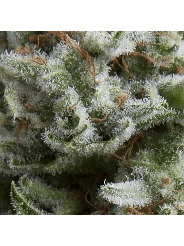 ANESTHESIA AUTO X3+1-PYRAMID SEEDS 1