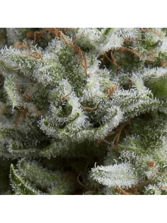 ANESTHESIA AUTO X3+1-PYRAMID SEEDS 1