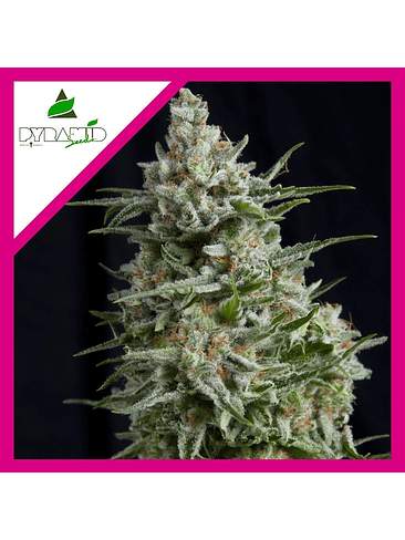 ANESTHESIA  FEM X1-PYRAMID SEEDS 1