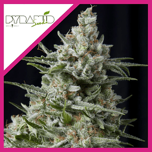 ANESTHESIA  FEM X3+1-PYRAMID SEEDS