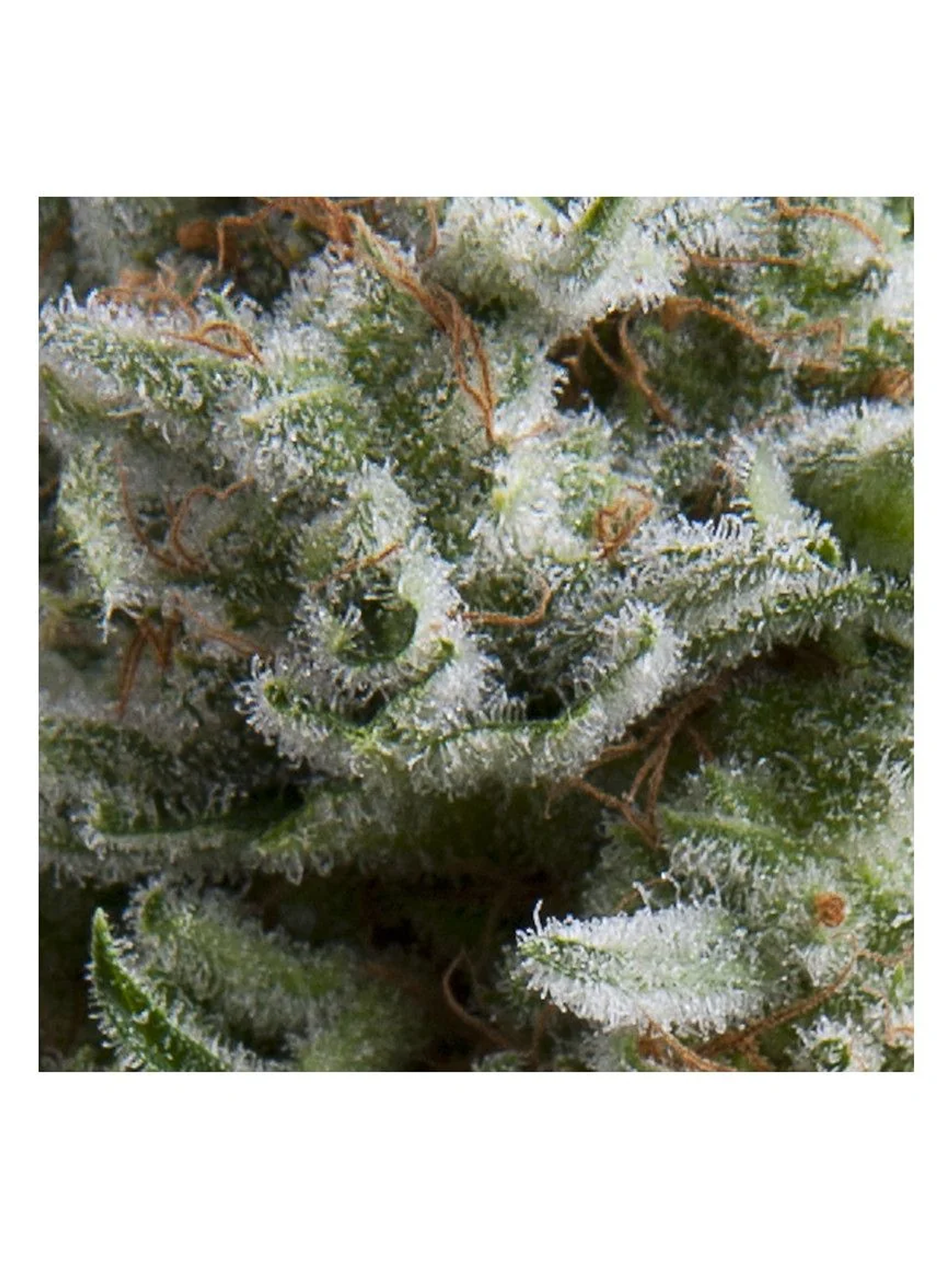 Anesthesia Auto -Pyramid Seeds (X5+2/X3+1) 1