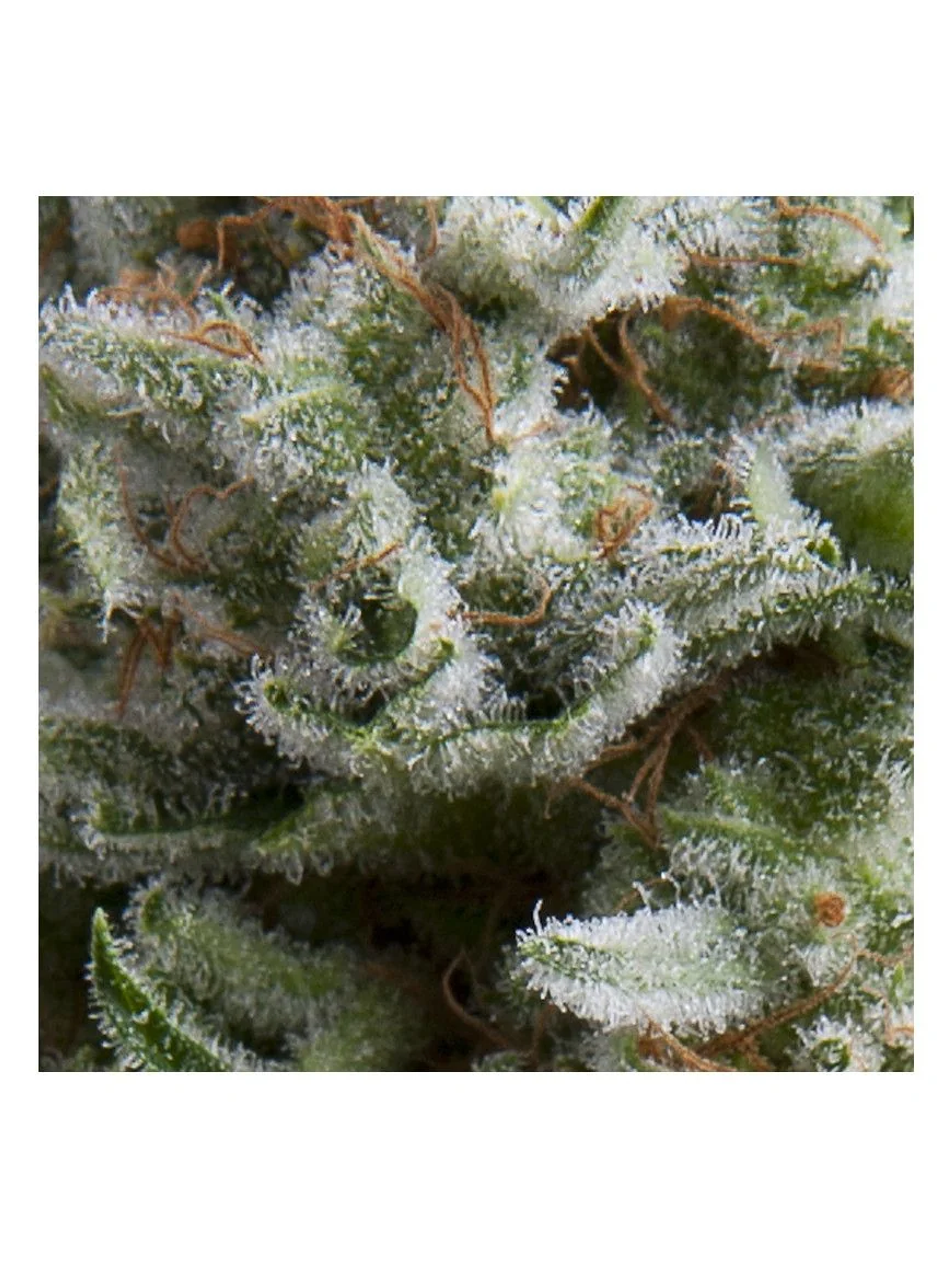 Anesthesia Auto -Pyramid Seeds (X5+2/X3+1) 1