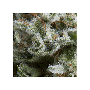 Anesthesia  Auto X5+2-Pyramid Seeds