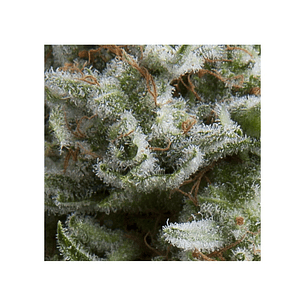ANESTHESIA  AUTO X5+2-PYRAMID SEEDS