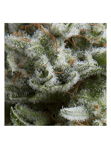 ANESTHESIA  AUTO X5+2-PYRAMID SEEDS 1