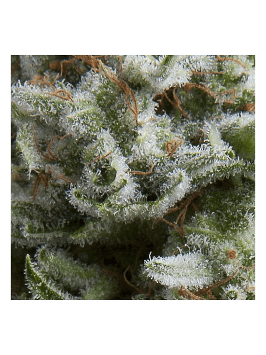 ANESTHESIA  AUTO X5+2-PYRAMID SEEDS 1