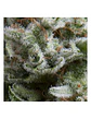 Anesthesia Auto -Pyramid Seeds (X5+2/X3+1) - Miniatura 1