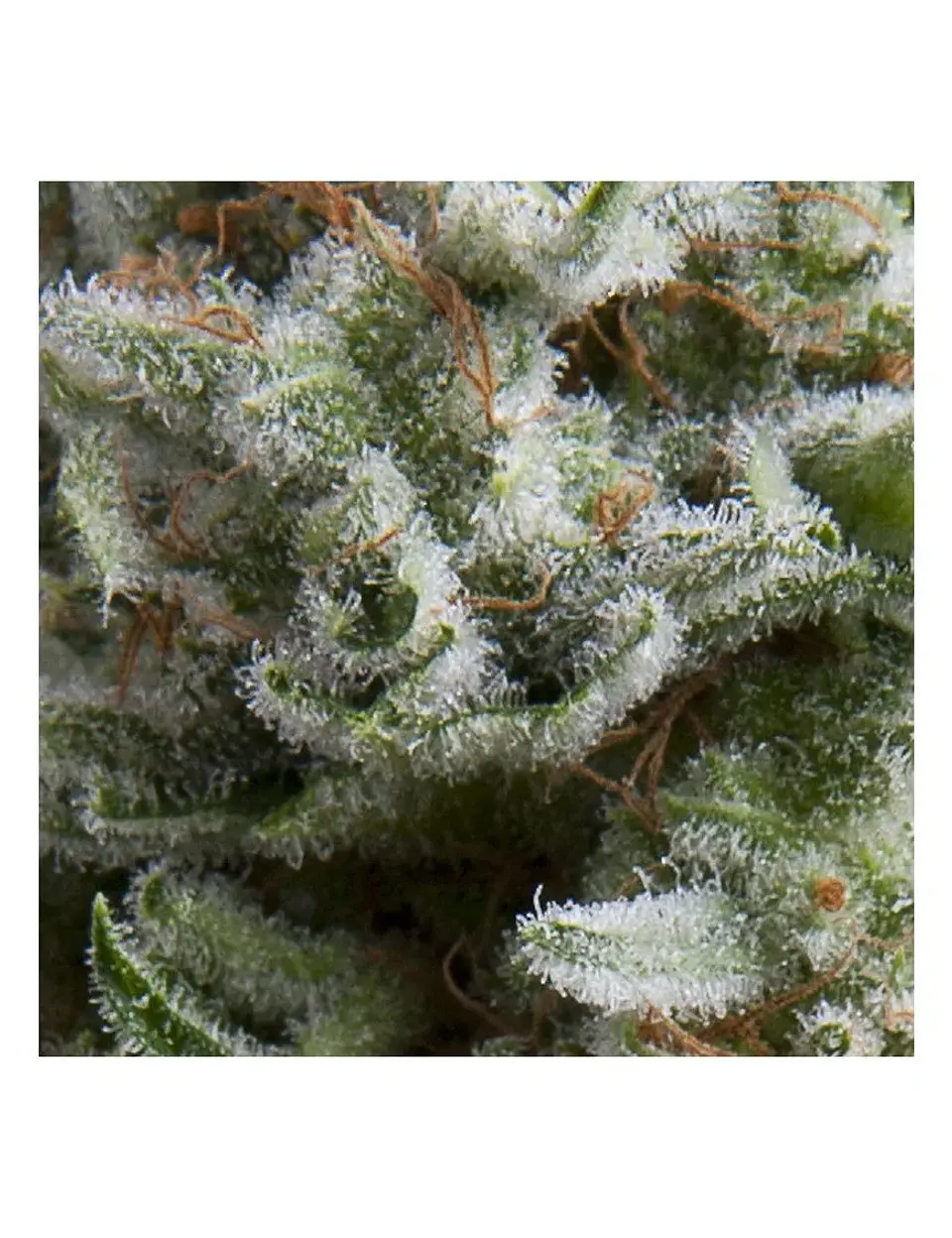 Anesthesia Auto -Pyramid Seeds (X5+2/X3+1) 1