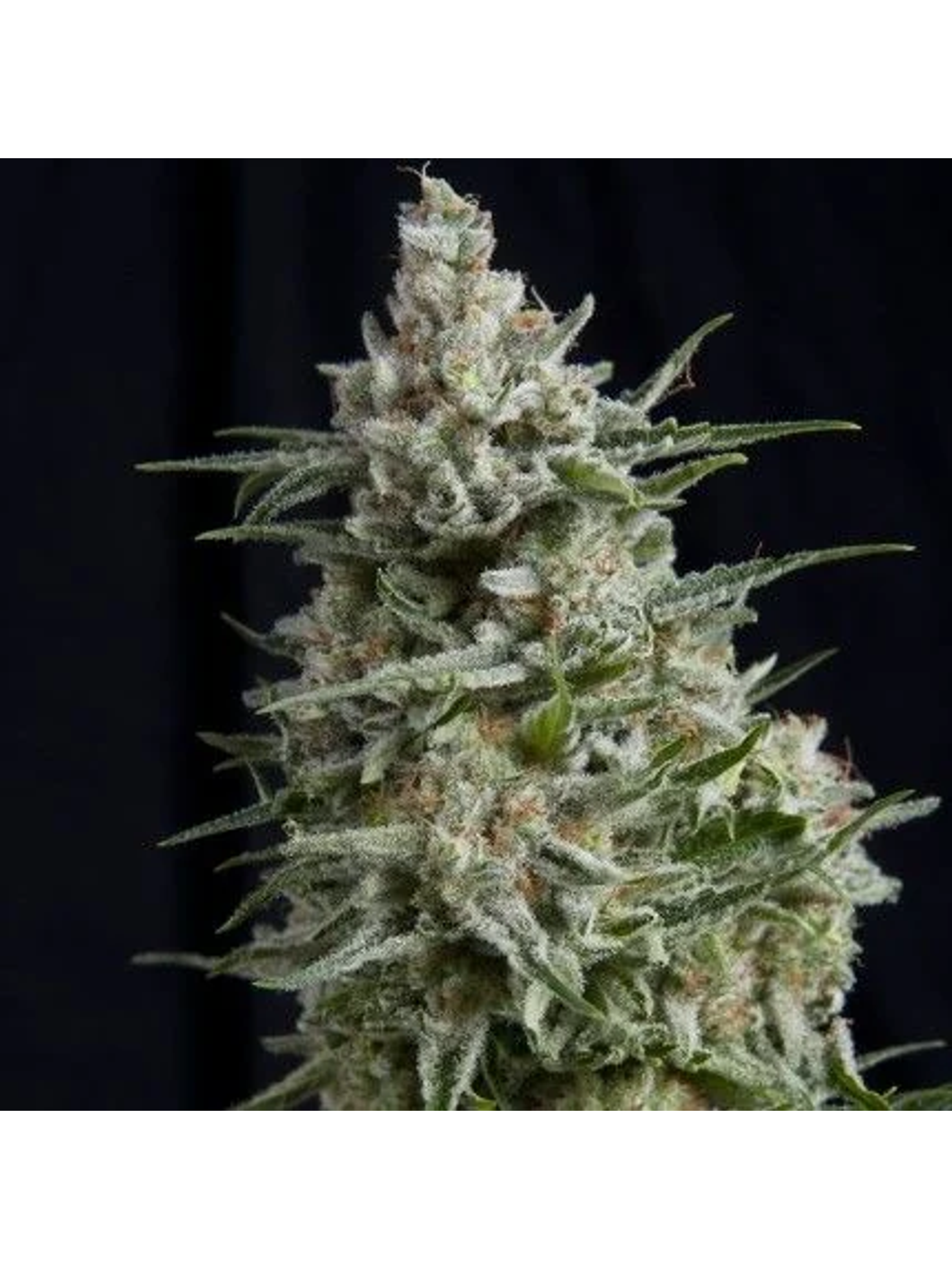 Anesthesia Fem -Pyramid Seeds (X5+2/X3/X3+1/X1) 1