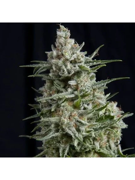 Anesthesia Fem -Pyramid Seeds (X5+2/X3/X3+1/X1) 1