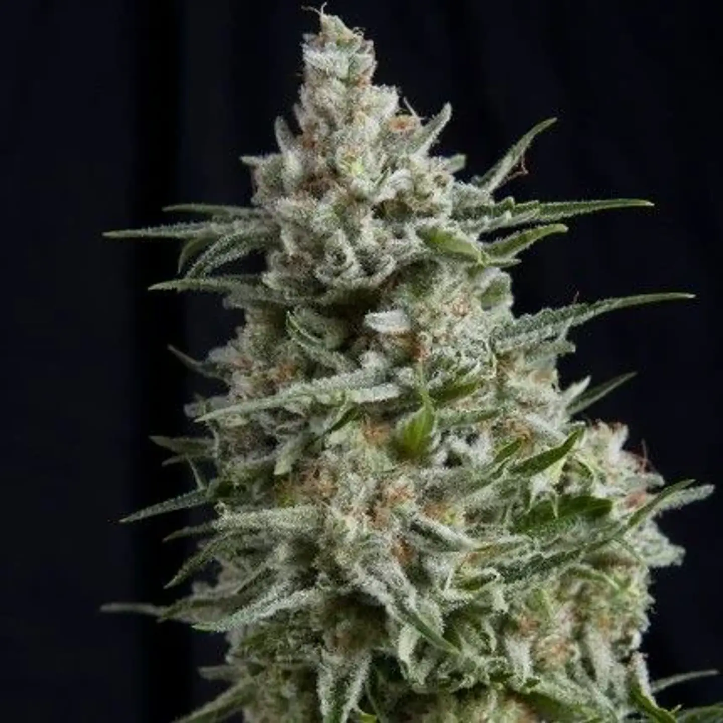 Anesthesia Fem -Pyramid Seeds (X5+2/X3/X3+1/X1) 1