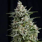 Anesthesia Fem -Pyramid Seeds (X5+2/X3/X3+1/X1) - Miniatura 1