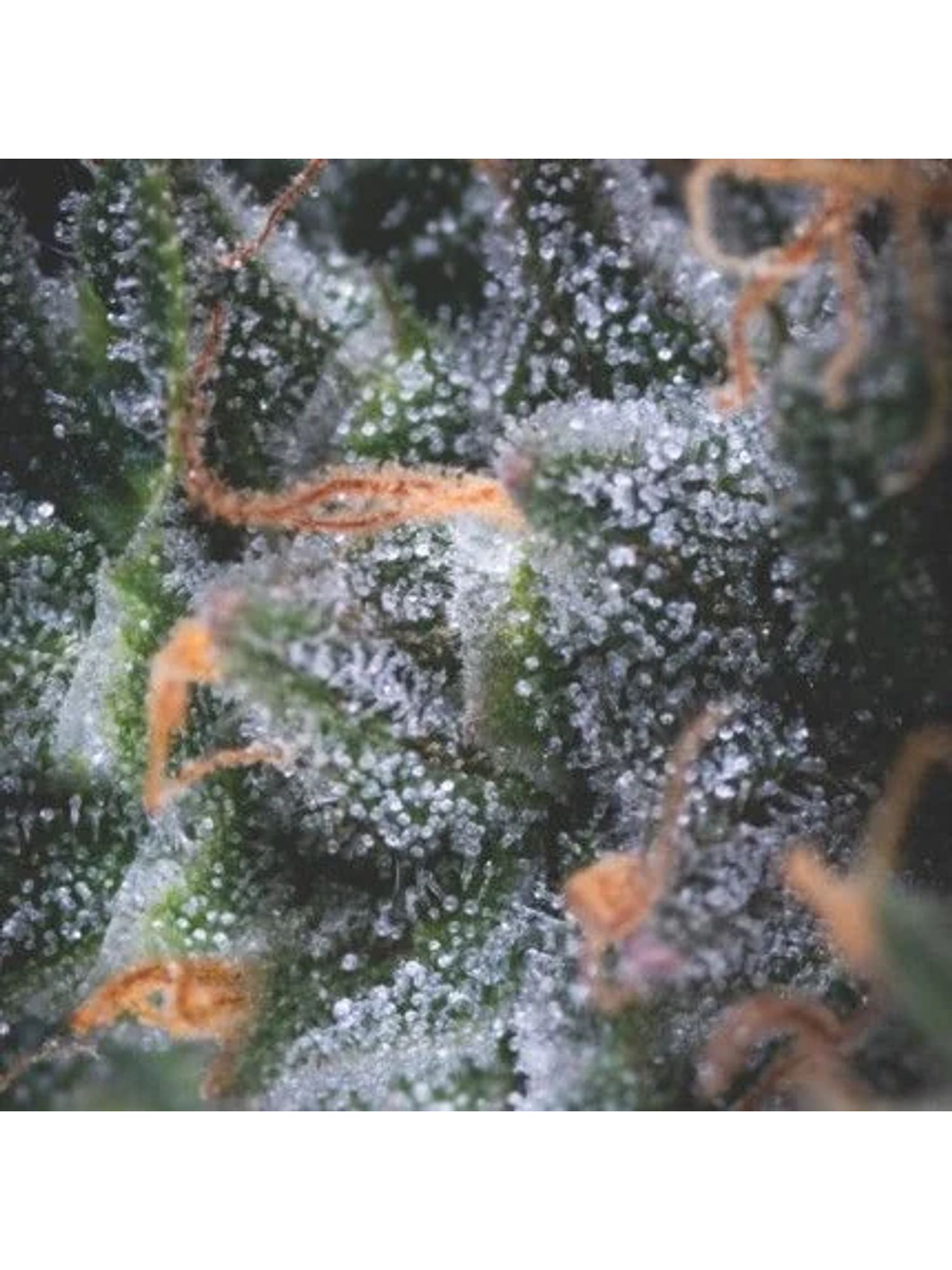 Black Cherry Punch Auto X3+1-Pyramid Seeds 1