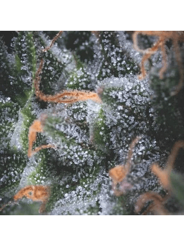 BLACK CHERRY PUNCH AUTO X3+1-PYRAMID SEEDS 1