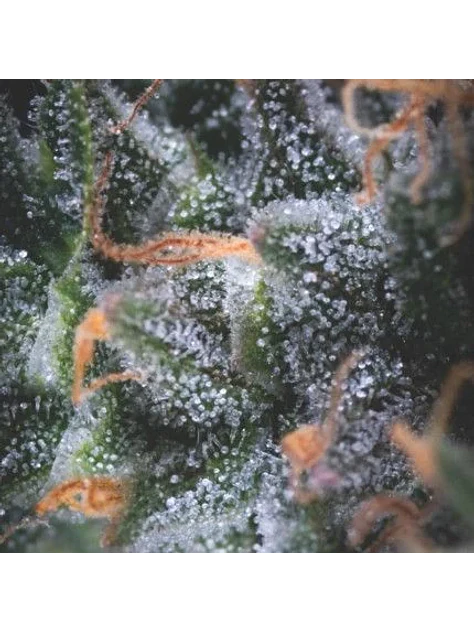 Black Cherry Punch Auto X3+1-Pyramid Seeds 1