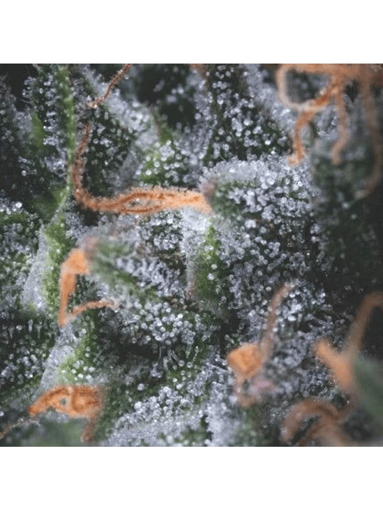 BLACK CHERRY PUNCH AUTO X3+1-PYRAMID SEEDS 1