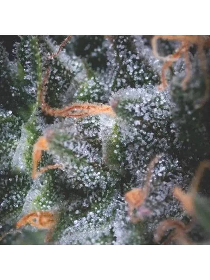 Black Cherry Punch Auto X3+1-Pyramid Seeds 1