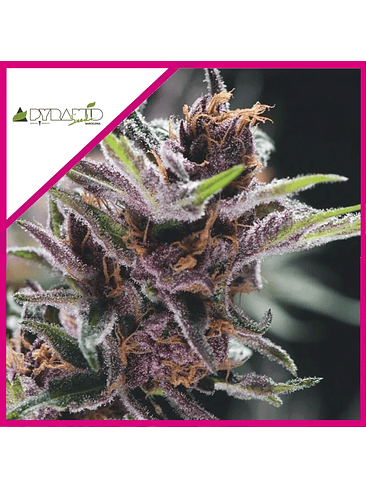 BLACK CHERRY PUNCH FEM X3+1-PYRAMID SEEDS 1