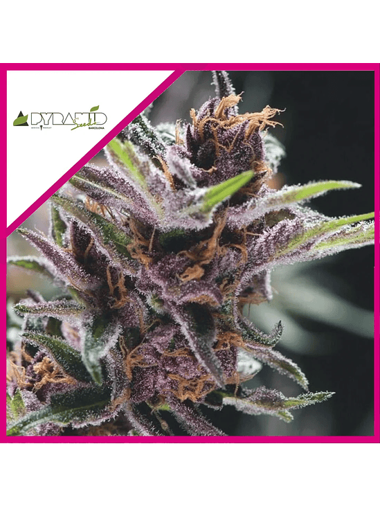 BLACK CHERRY PUNCH FEM X3+1-PYRAMID SEEDS 1