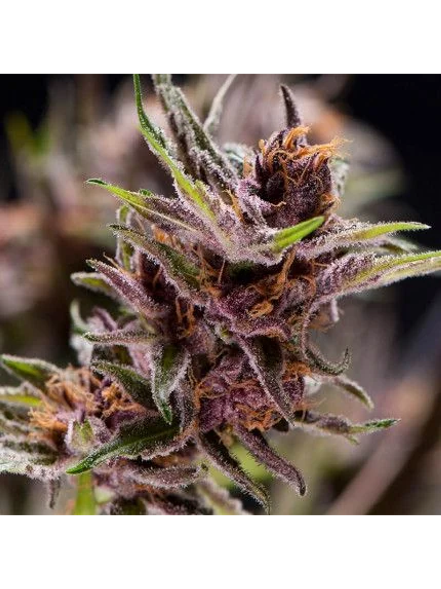 Black Cherry Punch Fem -Pyramid Seeds (X5+2/X3+1) 1