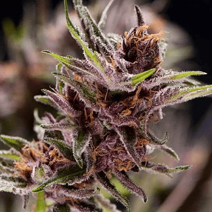 BLACK CHERRY PUNCH  FEM X5+2-PYRAMID SEEDS