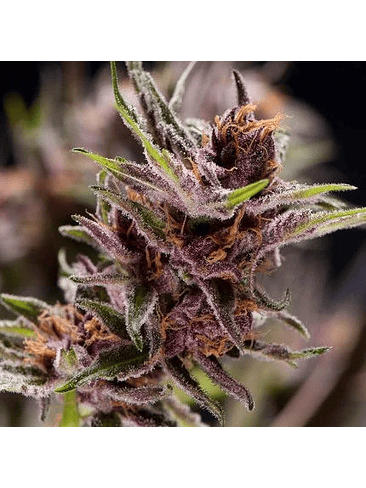 BLACK CHERRY PUNCH  FEM X5+2-PYRAMID SEEDS 1