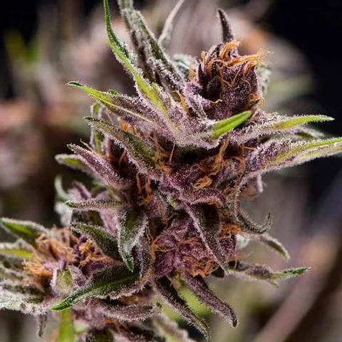 Black Cherry Punch Fem -Pyramid Seeds (X5+2/X3+1)