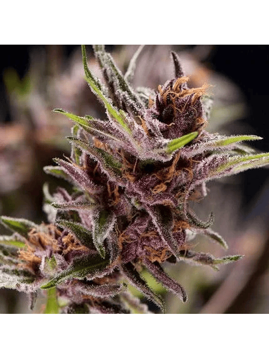 BLACK CHERRY PUNCH  FEM X5+2-PYRAMID SEEDS 1