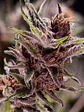 Black Cherry Punch  Fem X5+2-Pyramid Seeds - Miniatura 1