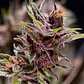 Black Cherry Punch Fem -Pyramid Seeds (X5+2/X3+1) - Miniatura 1
