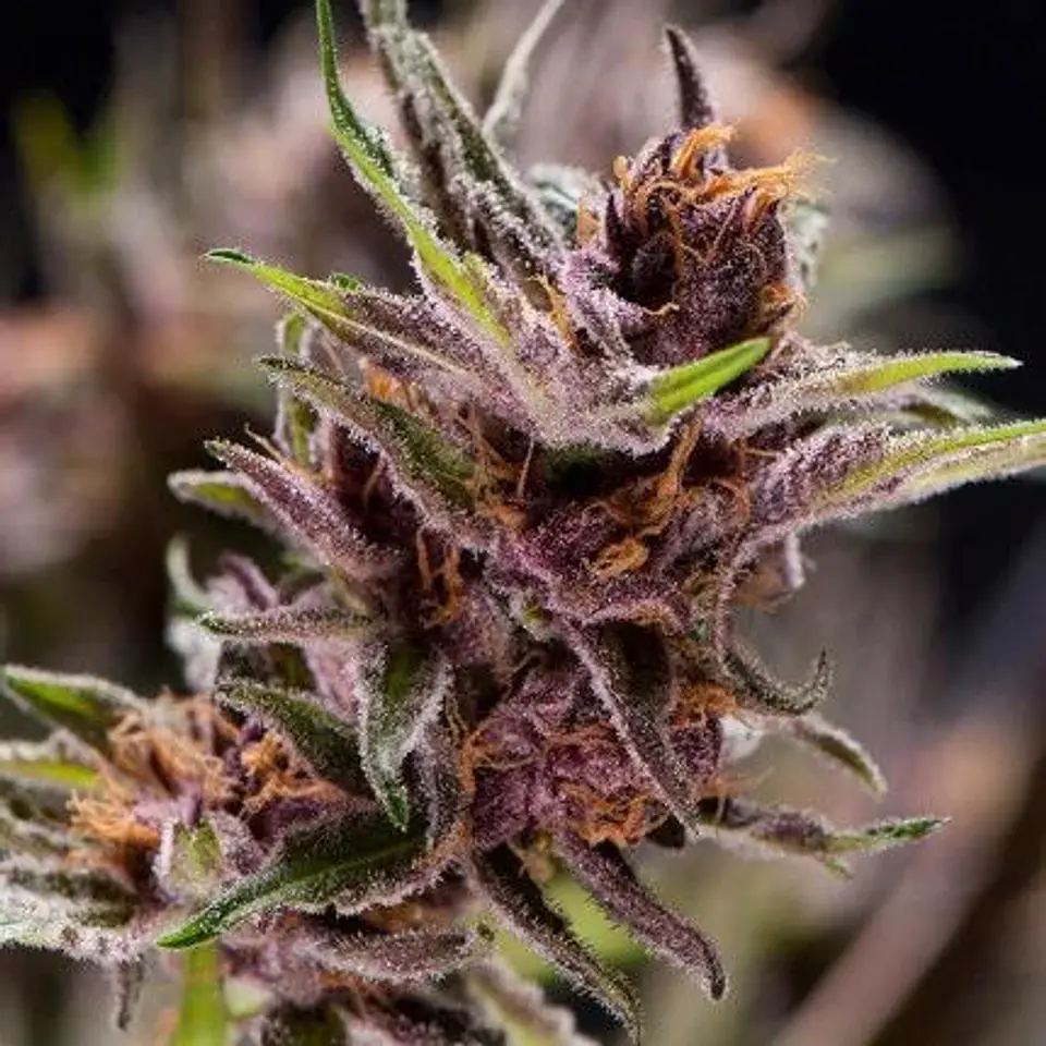 Black Cherry Punch Fem -Pyramid Seeds (X5+2/X3+1) 1
