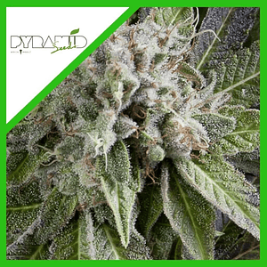 Blue Pyramid Auto X3+1-Pyramid Seeds