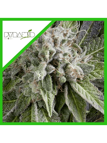 BLUE PYRAMID AUTO X3+1-PYRAMID SEEDS 1