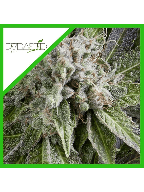 BLUE PYRAMID AUTO X3+1-PYRAMID SEEDS 1