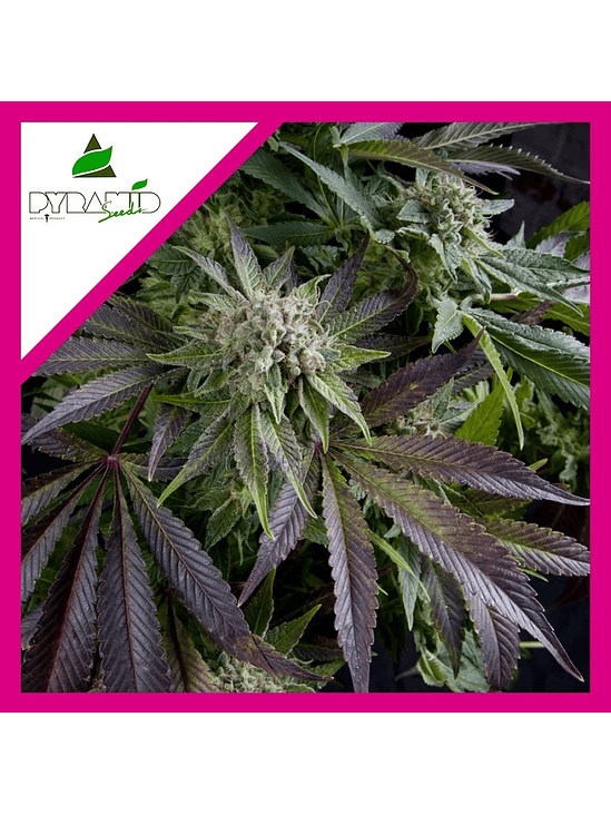 BLUE PYRAMID FEM X1-PYRAMID SEEDS 1