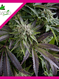 Blue Pyramid Fem X1-Pyramid Seeds - Miniatura 1